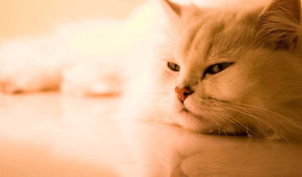 Красивая кошка