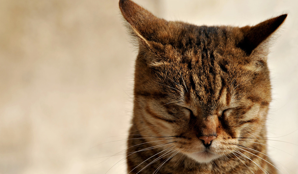 Зажмурившийся кот