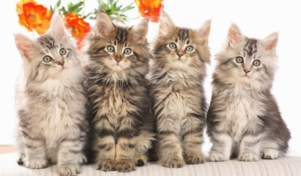 Кошачье семейство