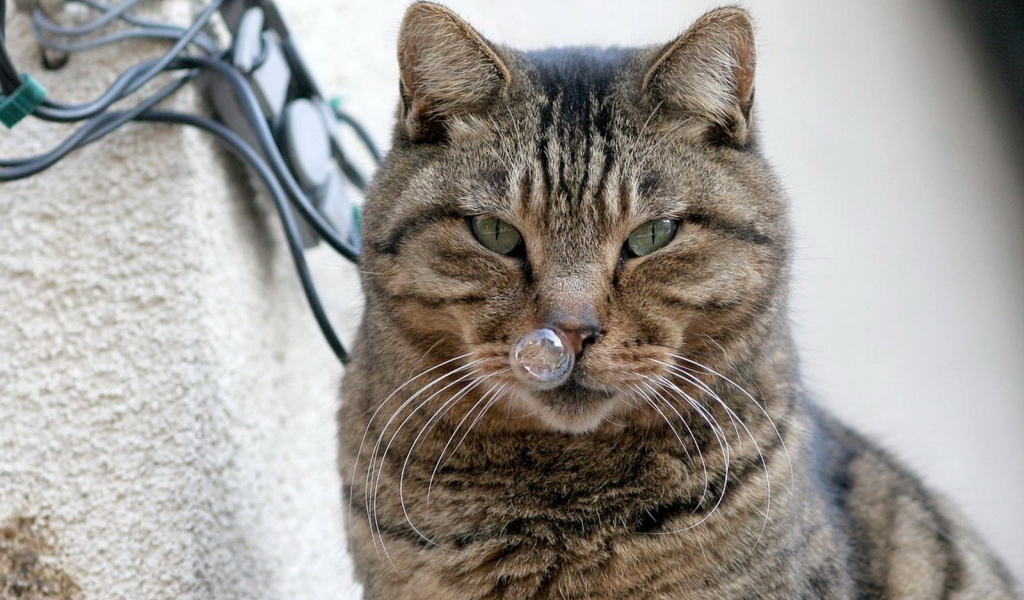 Кот и пузырь