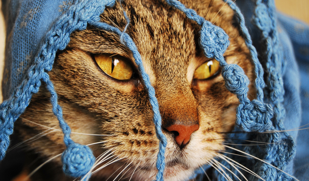 Кошка в кофточке