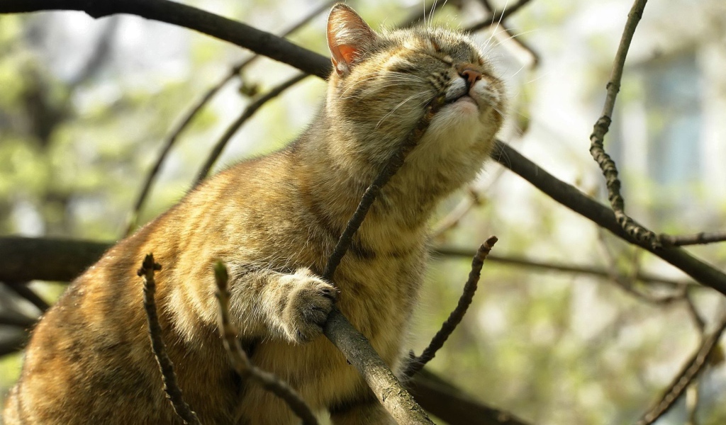 Кот на дереве