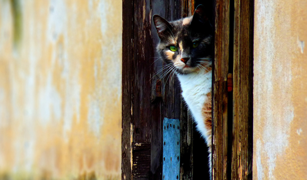 Кошка выглыдывающая из двери