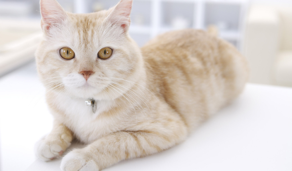 Кошка с кулоном