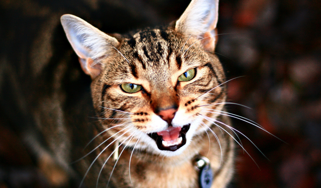 Кариглазый кот