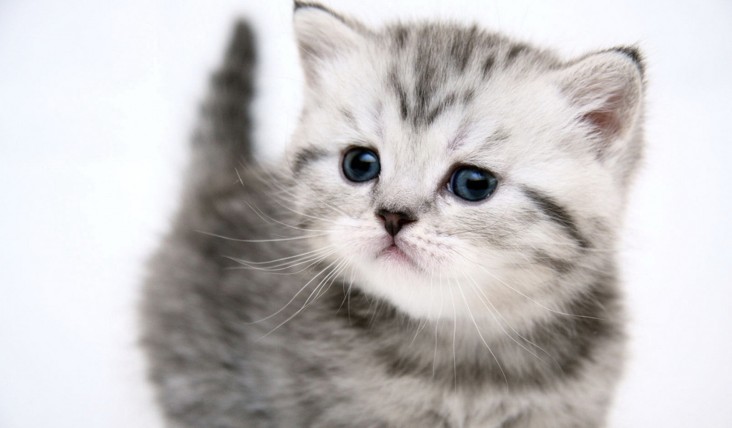 Симпатичный котенок