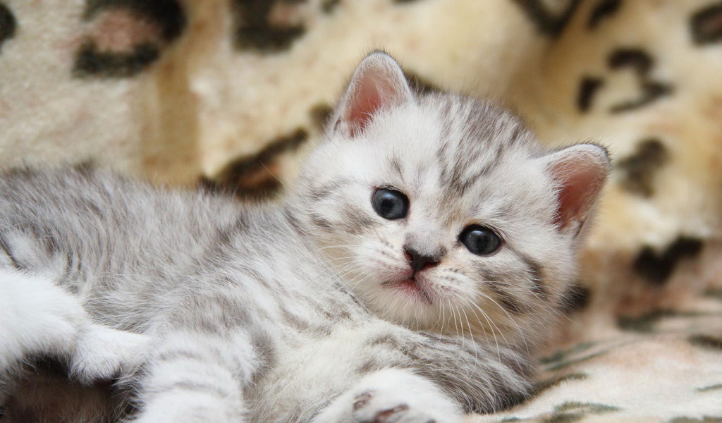 Пушистый котенок