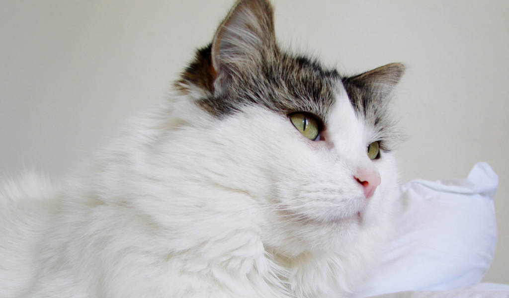 Пушистый кот
