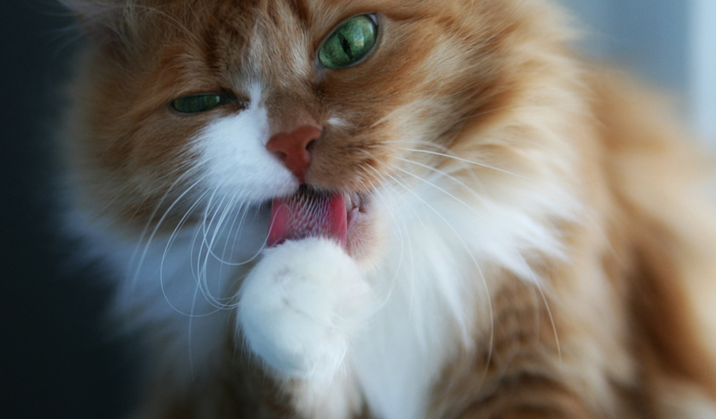 Пушистая кошечка