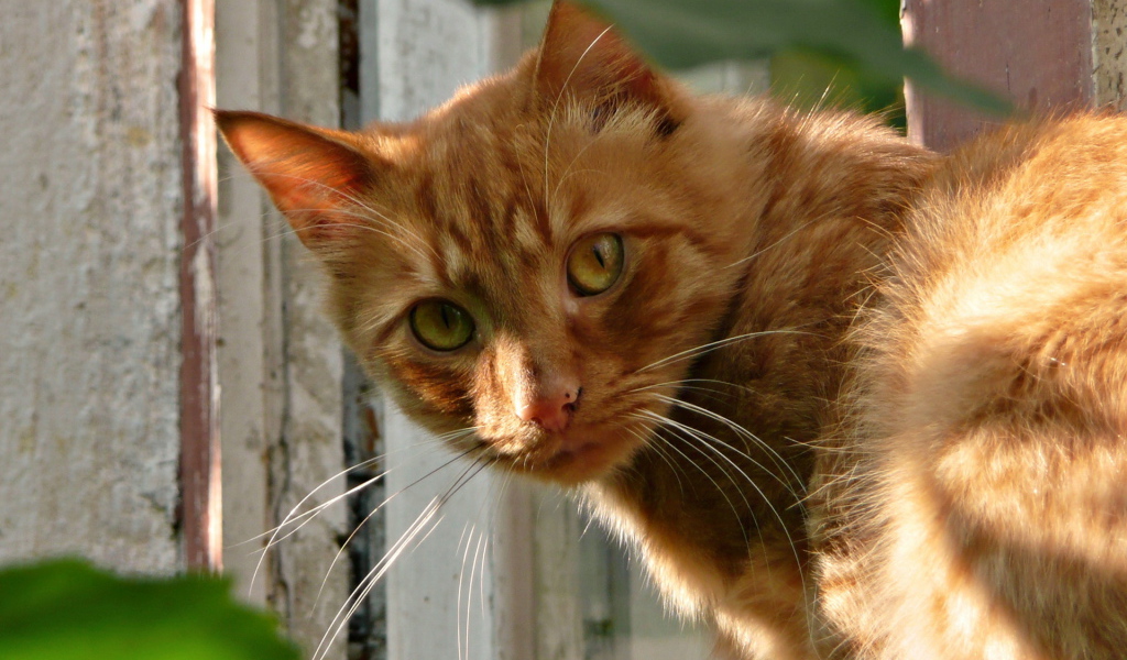 Рыжая кошка
