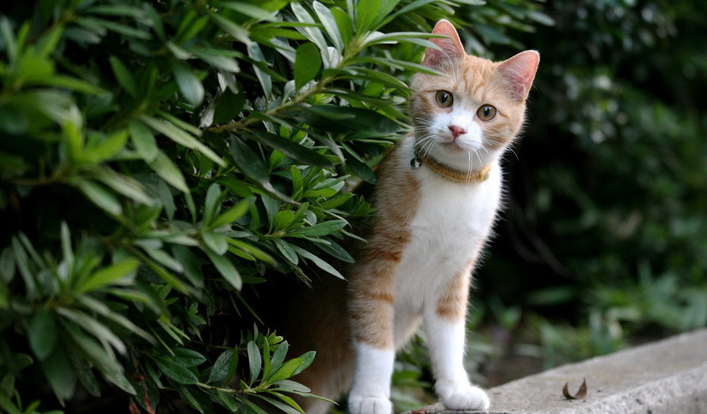 Рыжий котенок