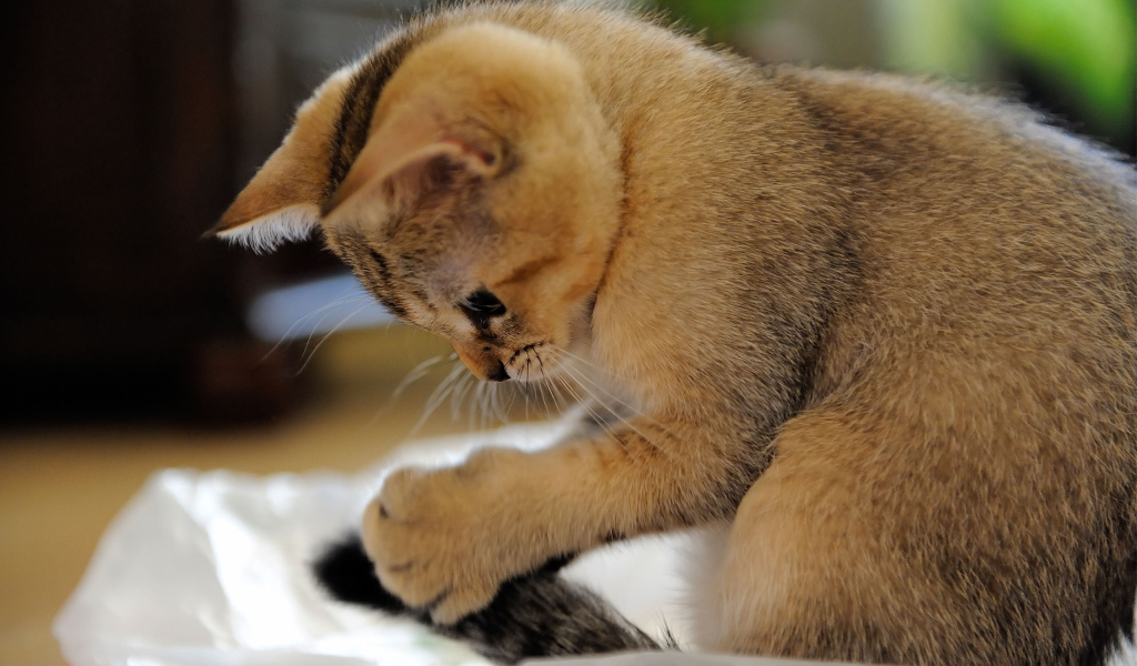 Домашний котенок