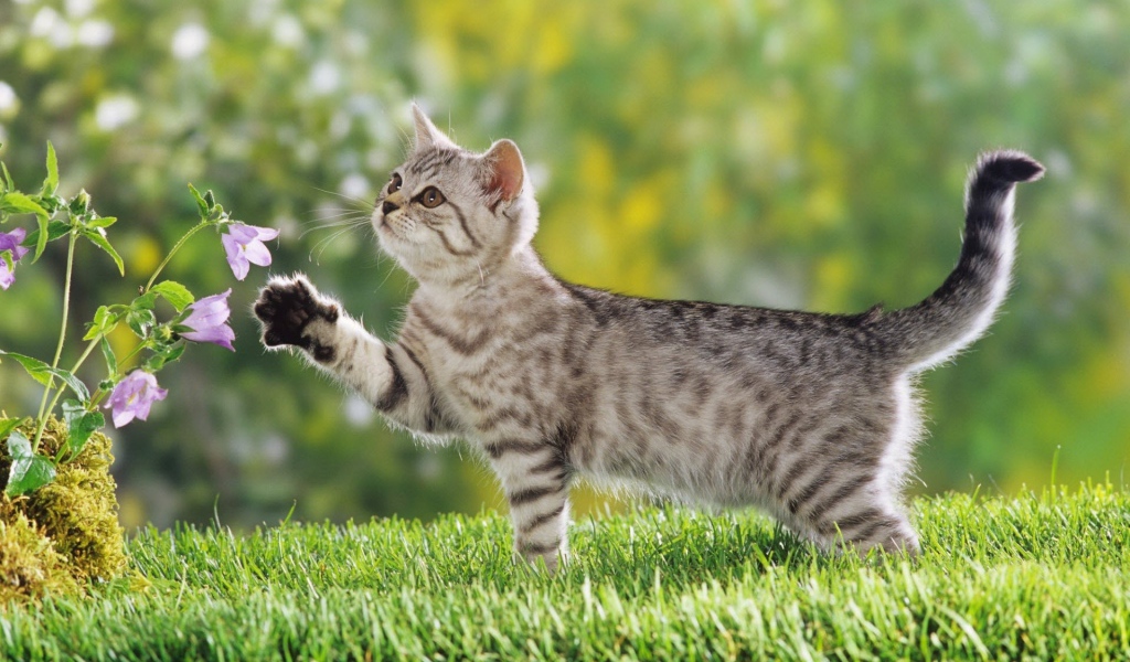 Котенок на прогулке