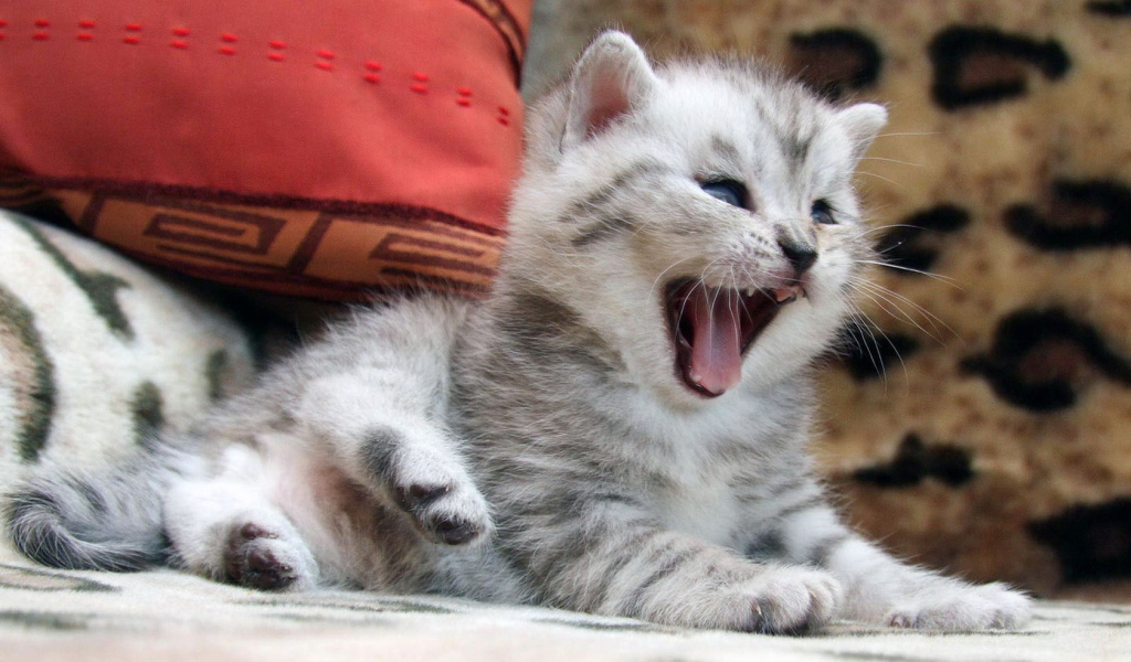 Маленький котенок