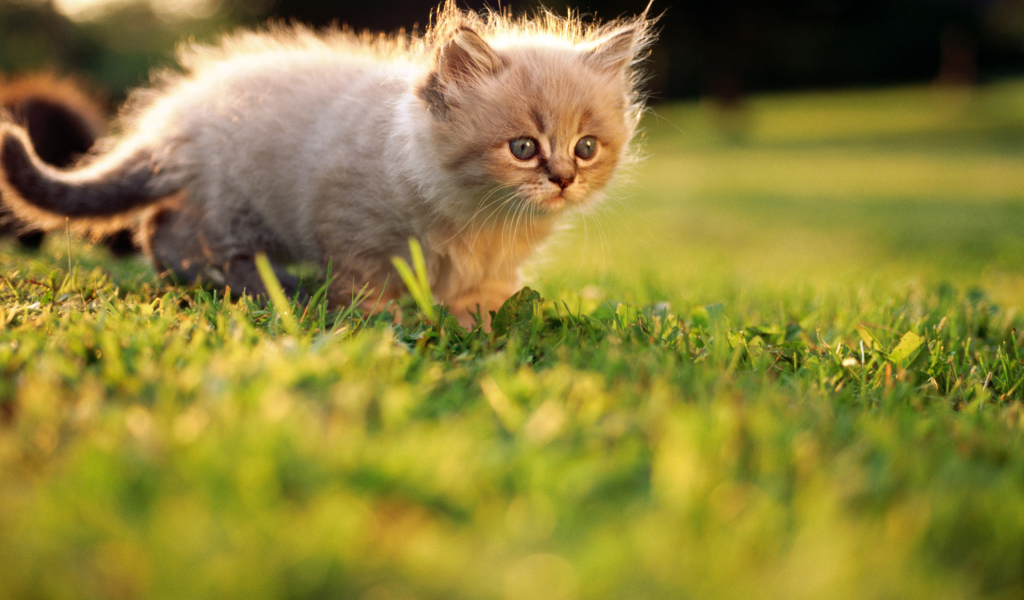 Маленький котенок