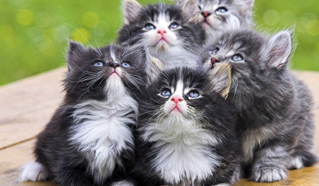Симпатичные котята