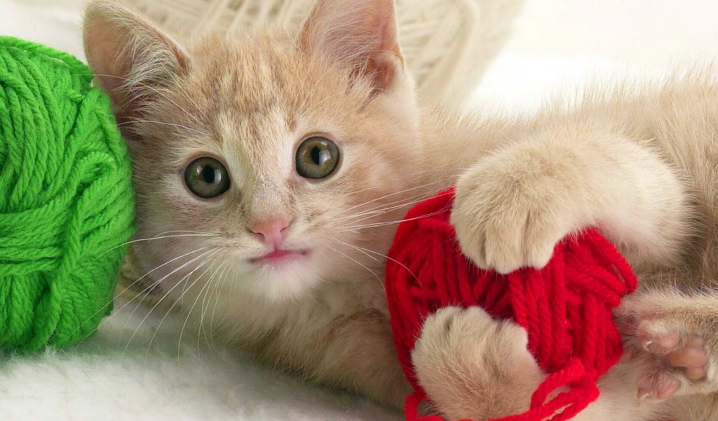 Играющий котенок