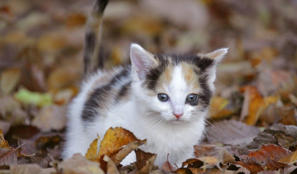 Киса среди листьев