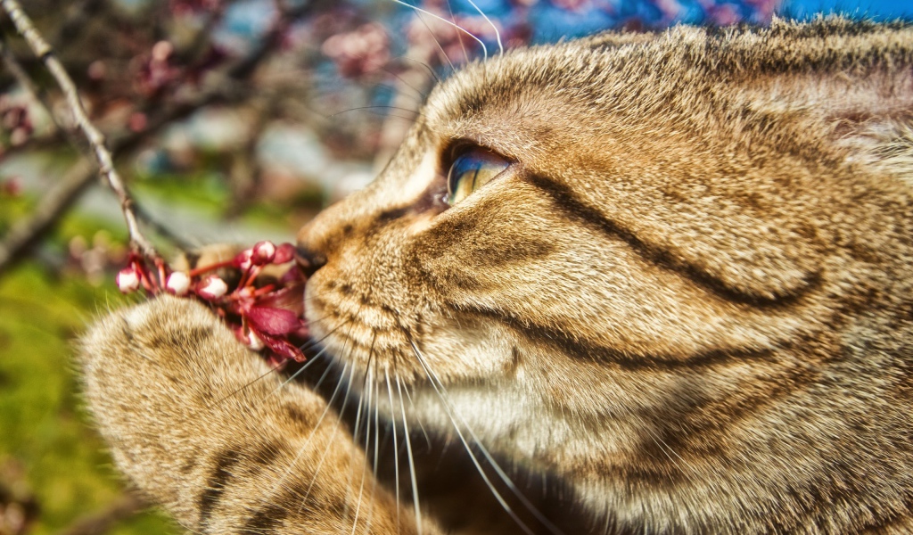 Киса и цветок