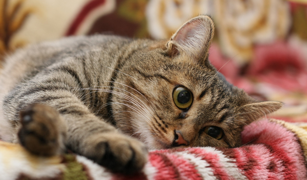 Киса на одеяле