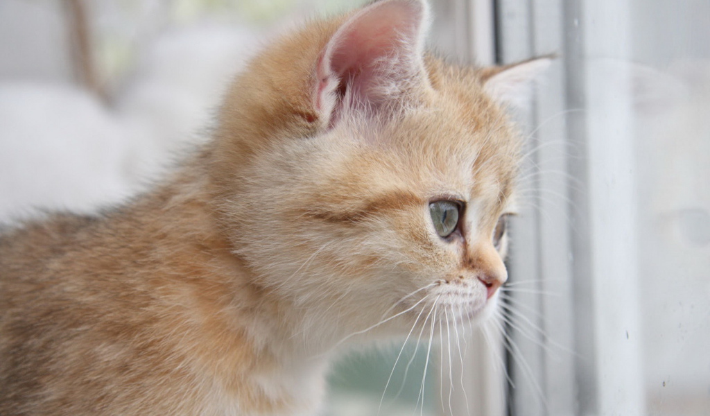 Рыжий котенок