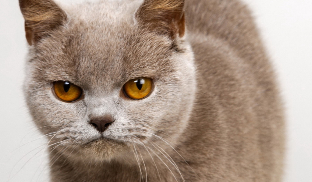 Унылый котик