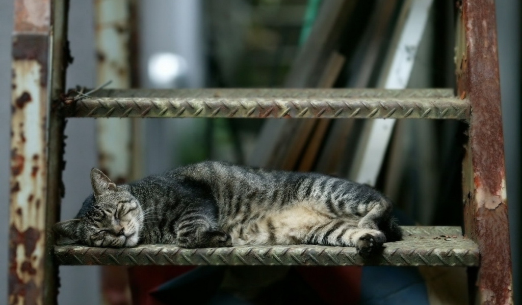 Спящая кошка