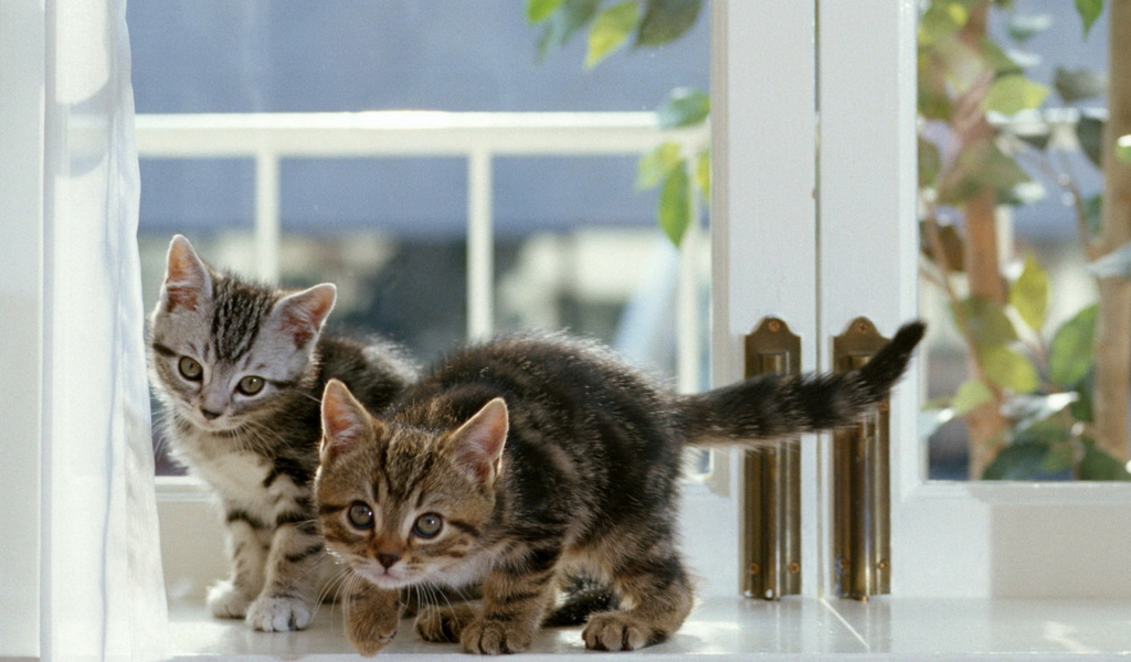 Котята на окне