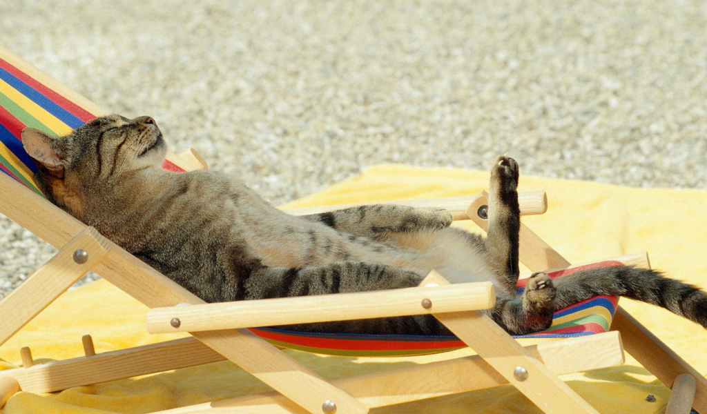 Загорающий кот