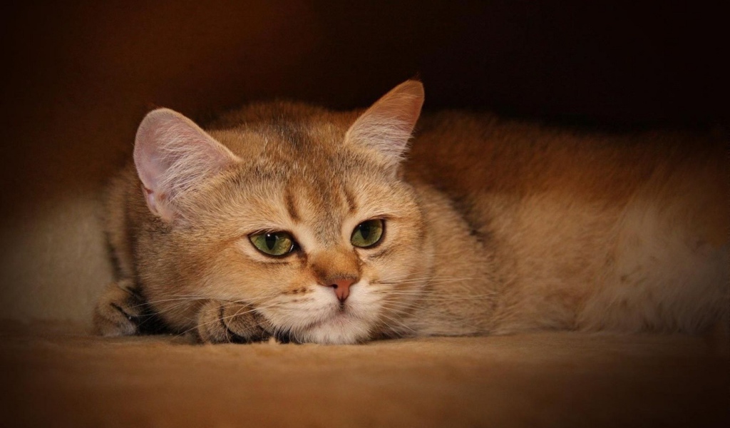 Задумчивый кот