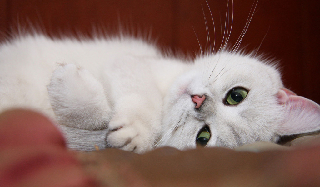 Белый котенок