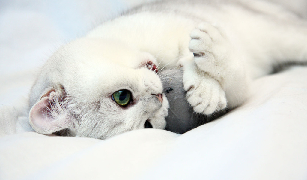 Белый котенок