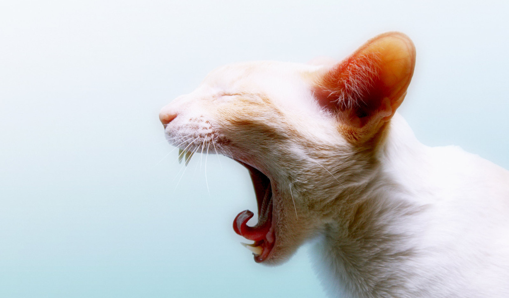 Зевающая кошка