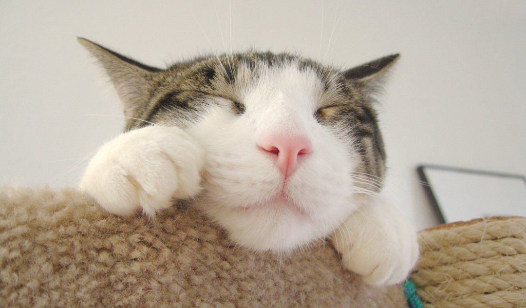 Кошачья мордашка