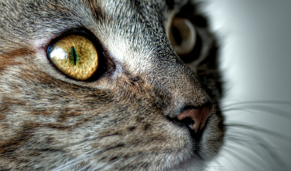 Кошачья мордашка