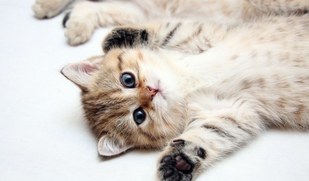 Развалившийся котенок