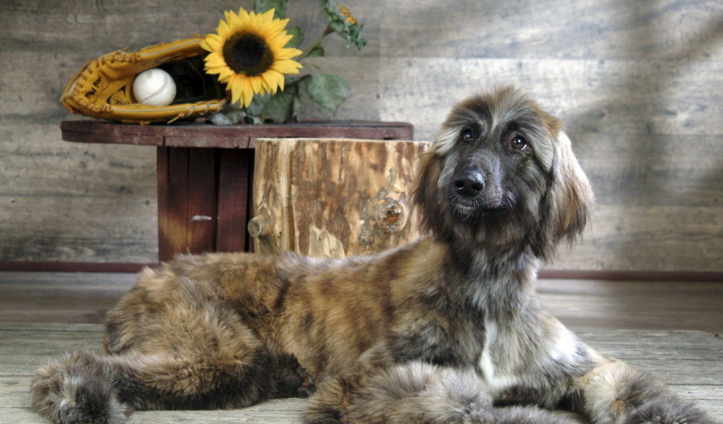 Афганская борзая