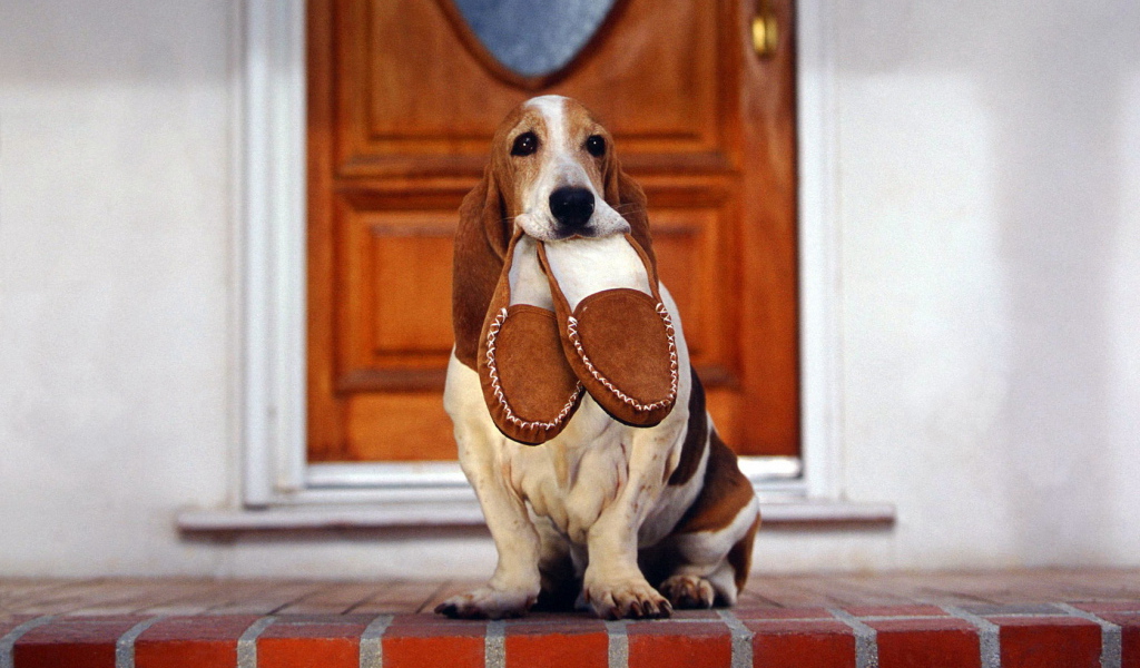 Бассет-хаунд и тапочки