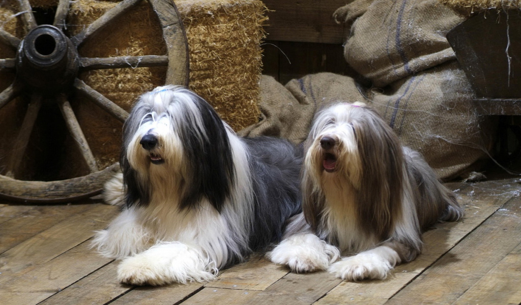 Бородатые колли