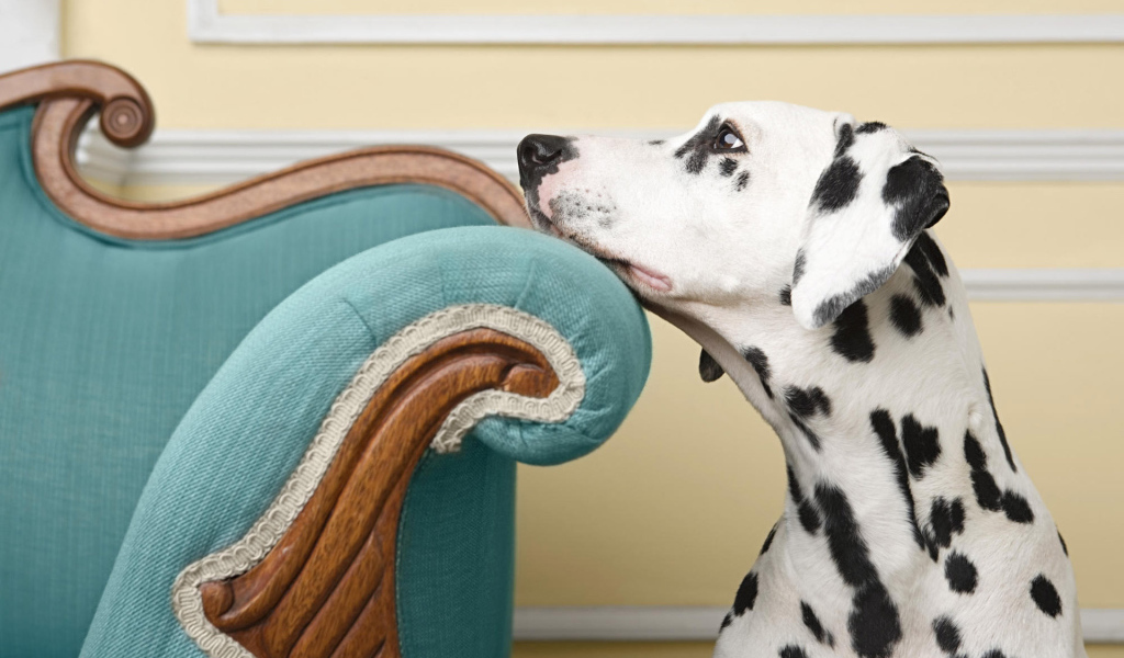 Заскучавший далматинец