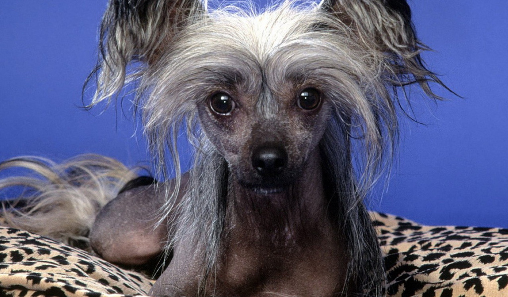 Китайская хохлатая собачка