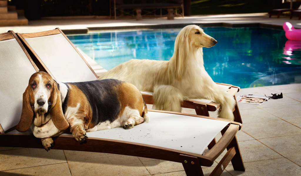 Парочка собак на лежаках