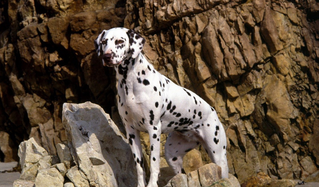 Далматинец