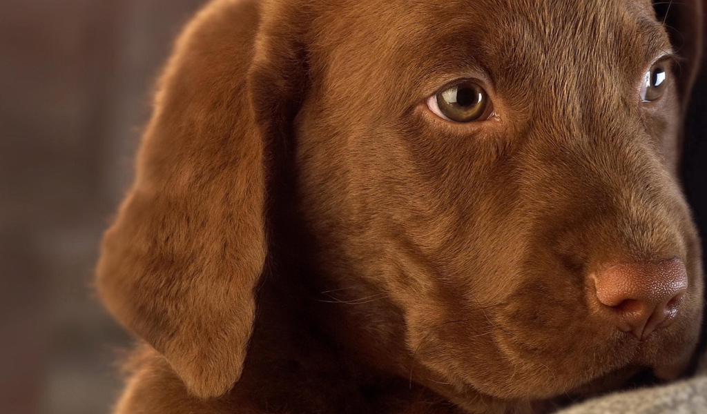 Собачья мордашка