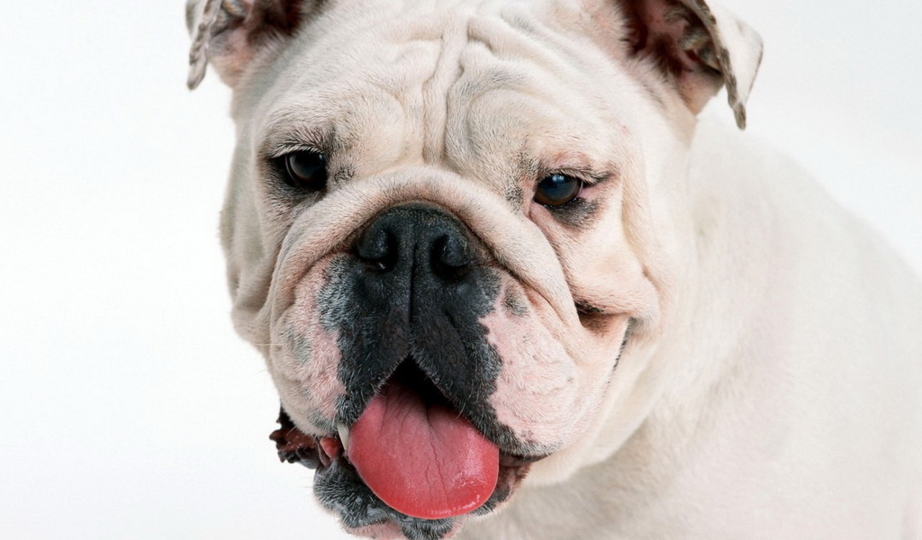 мордашка Английского бульдога