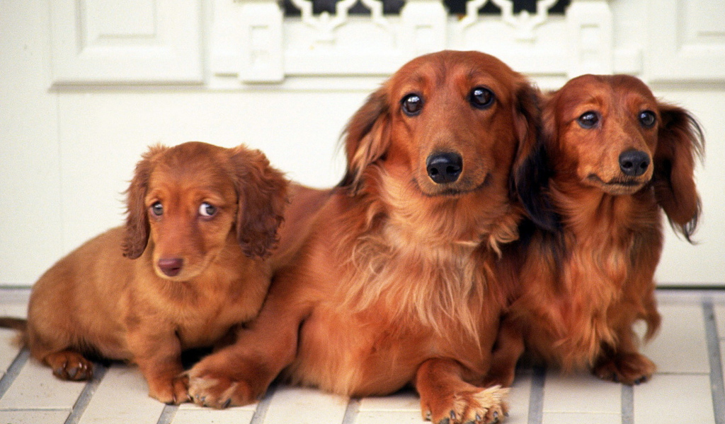 Семейство такс