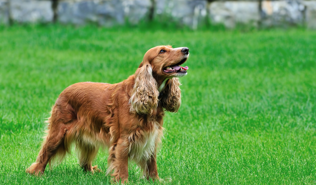 Ирландские сеттер