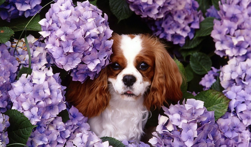 Японские хины