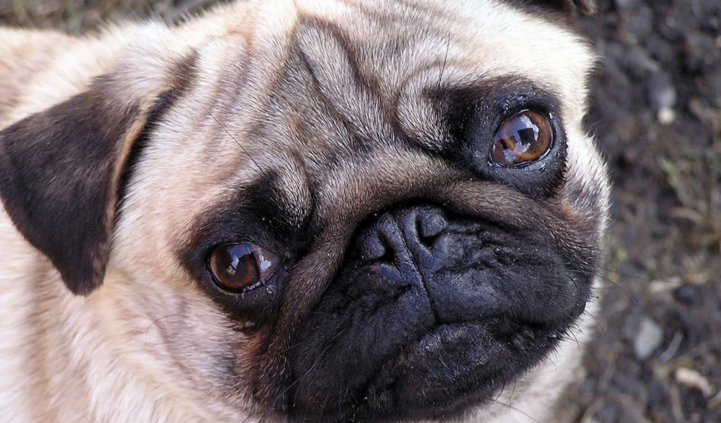 Мордашка мопса