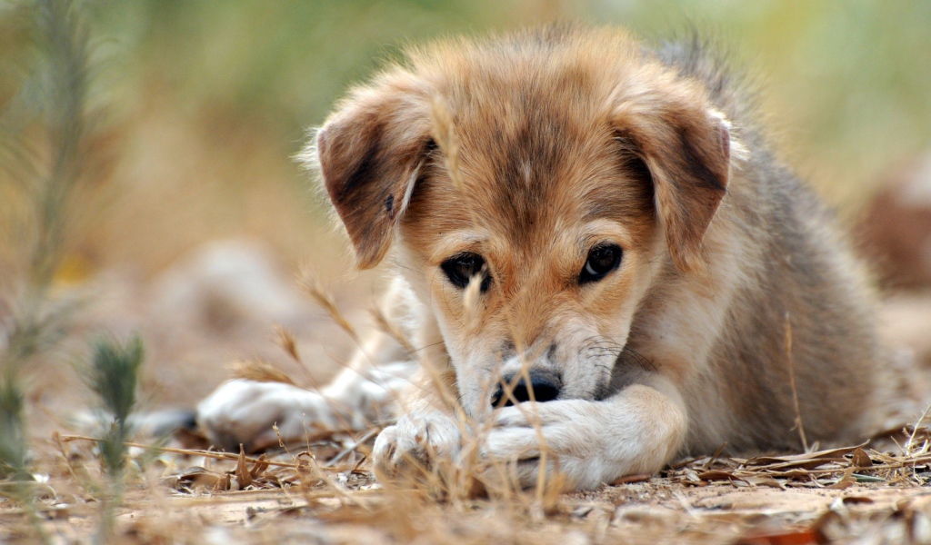 Щенячий взгляд